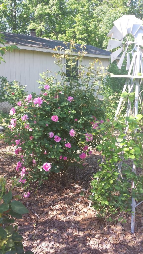  photo 20140508_092606_zps8qqkvcwl.jpg